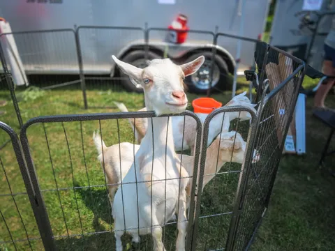 Photo from Michigan Fest 2025